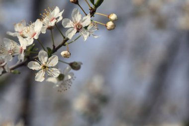 Çiçek açan erik dalları gökyüzüne yakın arkaplan olarak görülüyor
