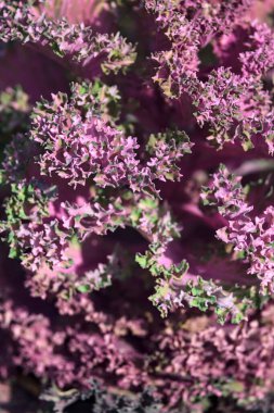 Süslü lahana yakından görülüyor.