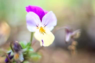 Çiçek tarlasında bir çuha çiçeği. Yakından görülüyor.