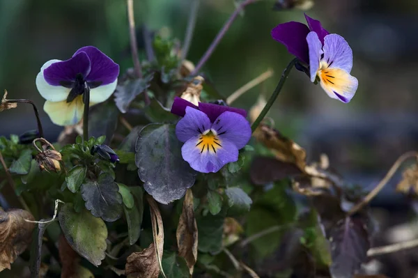 stock image Primroses in a flowerbed seen up close