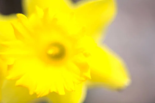 Narcissus Rabatt Sedd Nära Håll — Stockfoto