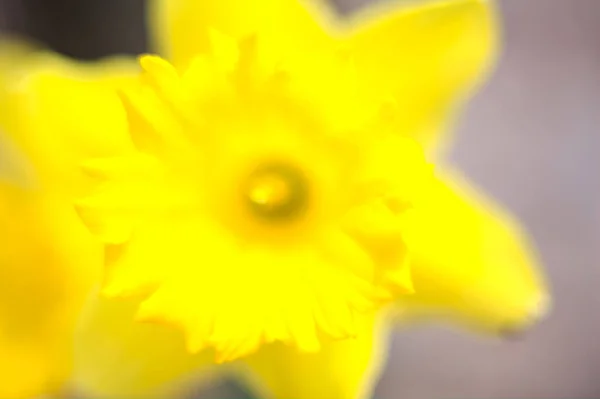 Narzissen Blumenbeet Aus Der Nähe Gesehen — Stockfoto