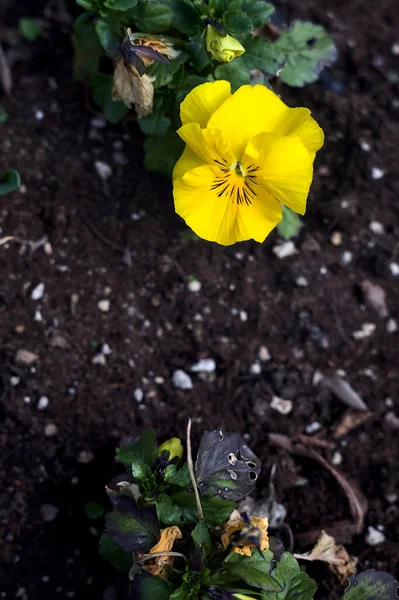 Primroses Flowerbed Seen Close — Stock Photo, Image