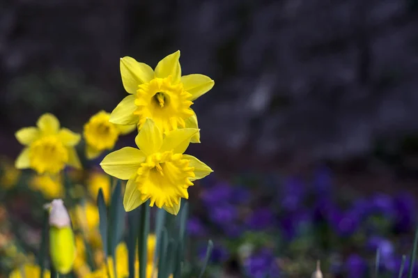 Narcissuser Blomsterbedet Nært Hold – stockfoto