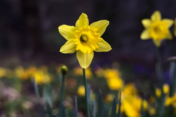 Narcissus Rabatt Sedd Nära Håll — Stockfoto