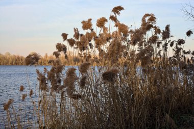 Gün batımında göl kıyısında koşar