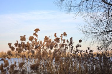 Gün batımında göl kıyısında koşar