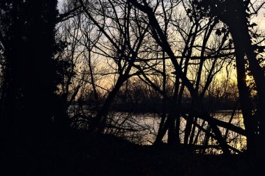 Gün batımında bir ormanda ağaçların arasından görülebilen Lakeshore.