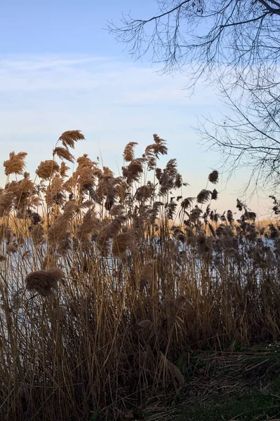 stock image Rushes by the lakeshore at sunset