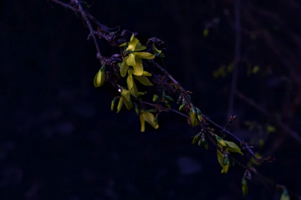 stock image Forsythia in bloom on a branch seen up close