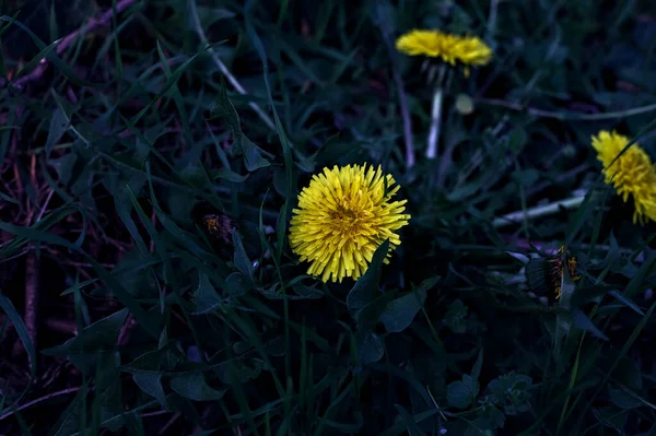 Les Pissenlits Fleurs Vus Près — Photo