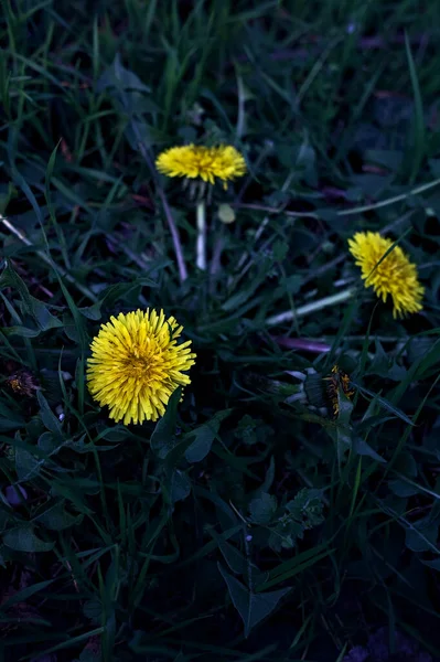 Çiçek Açmış Karahindibalar Yakından Görülür — Stok fotoğraf