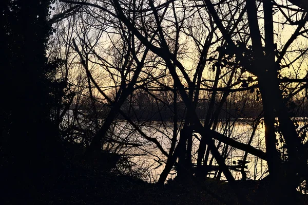 Lakeshore Lese Při Západu Slunce Vidět Mezi Stromy — Stock fotografie