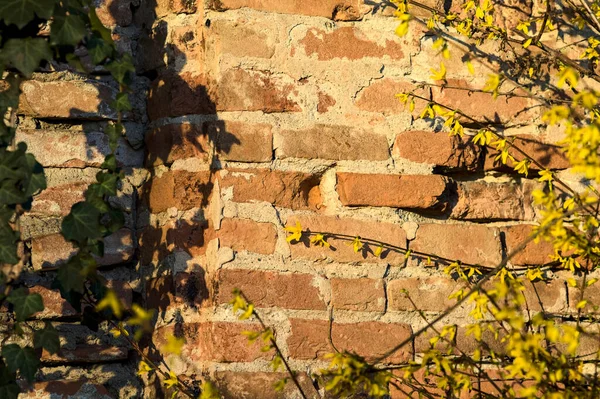 Forsythia Květu Břečťan Cihlovou Zdí Jako Pozadí Při Západu Slunce — Stock fotografie