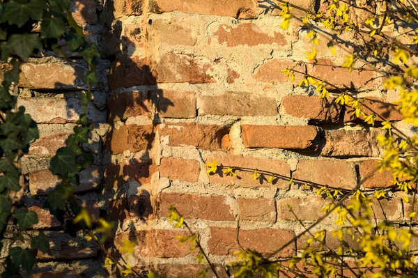 Forsythia Květu Břečťan Cihlovou Zdí Jako Pozadí Při Západu Slunce — Stock fotografie