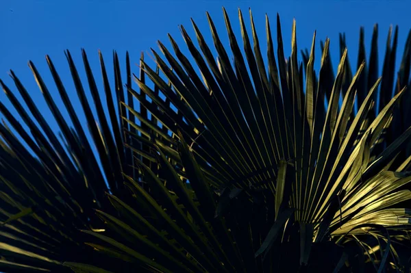 Palmboom Top Met Een Blauwe Lucht Als Achtergrond — Stockfoto