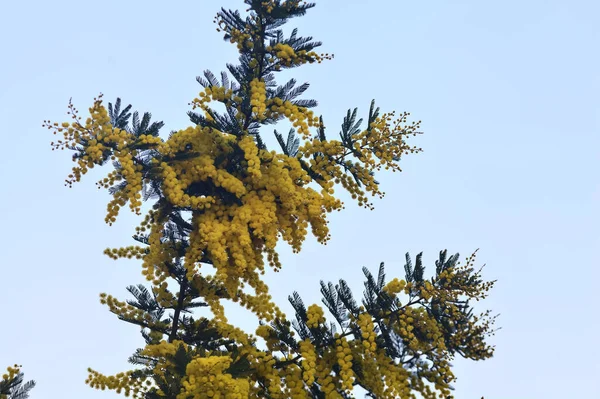 Дерево Мімози Розквіті Небом Фон — стокове фото