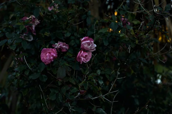 Rosa Arbusto Flor Visto Cerca —  Fotos de Stock