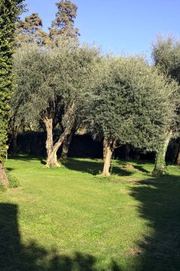 Gün batımında bahçede zeytin ağaçları