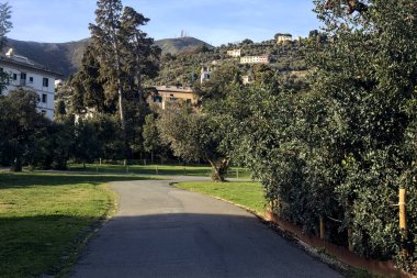 Gün batımında ağaçlar ve çitlerle çevrili bir patika.