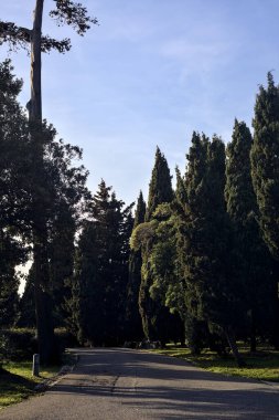 Gün batımında ağaçlar ve çitlerle çevrili bir patika.