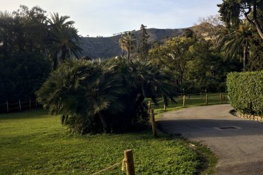 Gün batımında ağaçlar ve çitlerle çevrili bir patika.