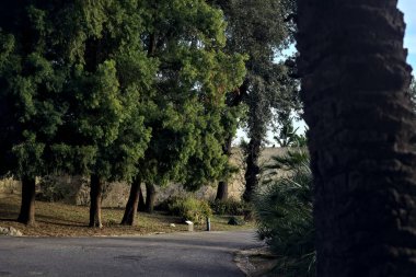 Gün batımında parkta çamlarla çevrili bir duvarın yanındaki patika.