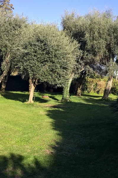 Olivovníky Zahradě Při Západu Slunce — Stock fotografie