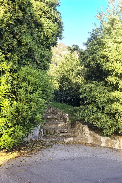 Stone staircase between hedges in a park at sunset
