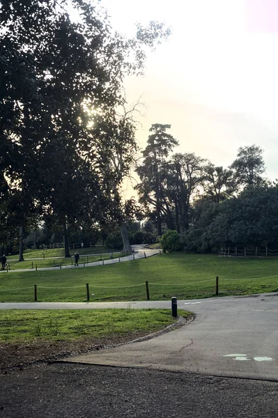 枝に囲まれた夕日の交差する道 — ストック写真