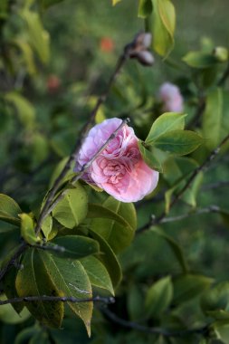 Gün batımında yakından görülen kamelya çalısı.