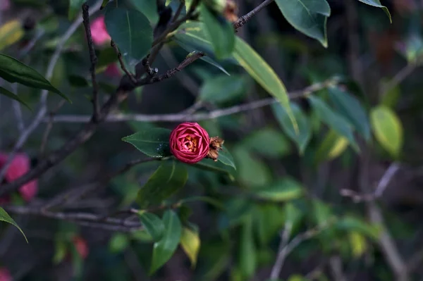 Camellia Bokor Virágzik Látható Közelről Naplementekor — Stock Fotó