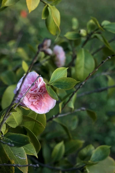 Camellia Buisson Fleur Près Coucher Soleil — Photo