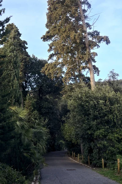 stock image Paved path bordered by trees and hedges at sunset