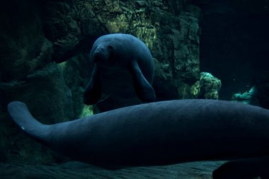 Akvaryumda yüzen denizayıları