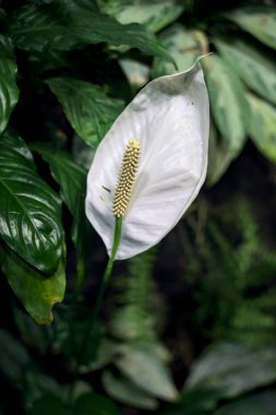 Spatthiphyllum yaprakları yakından görülüyor.