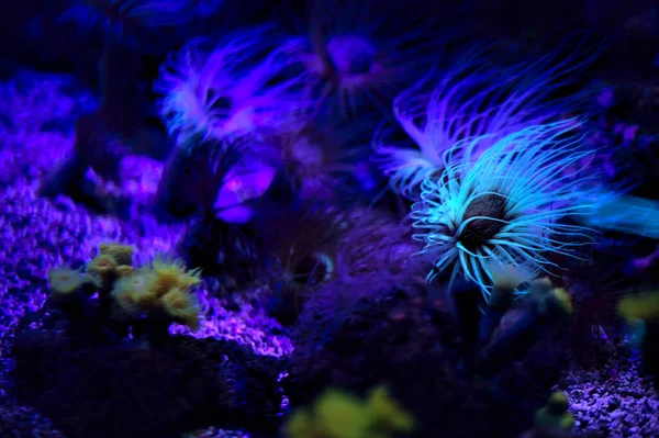 Anemon Ryba Zbiornik Akwarium Pod Ultrafioletowy Światło — Zdjęcie stockowe