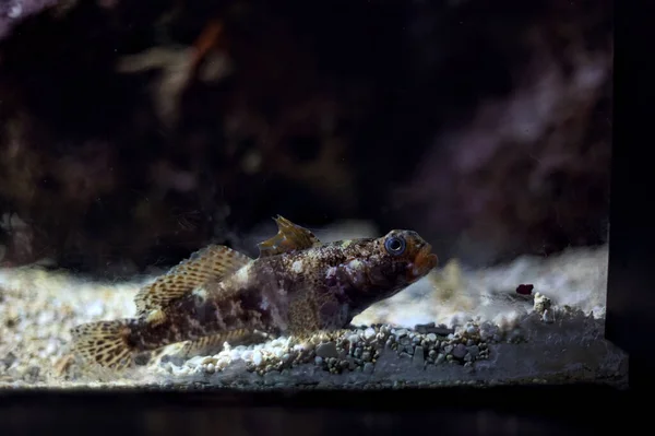 Тропічні Риби Акваріумі Видно Близько — стокове фото