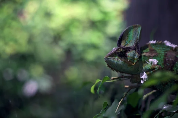 Chameleon Větvi Nádrži Zblízka — Stock fotografie