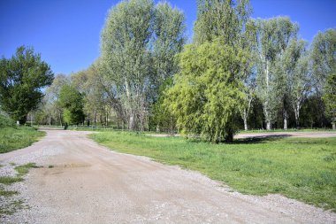 Güneşli bir günde, bir koruluğun yanında toprak yol ve toprak toprak bir set.