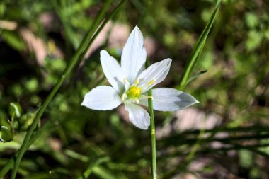 Beytüllahim 'in yıldızı çimlerin üzerinde çiçek açıyor. Yakından görülüyor.