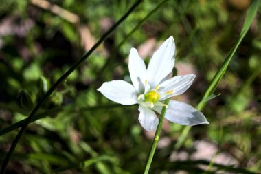 Beytüllahim 'in yıldızı çimlerin üzerinde çiçek açıyor. Yakından görülüyor.