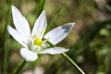 Beytüllahim 'in yıldızı çimlerin üzerinde çiçek açıyor. Yakından görülüyor.