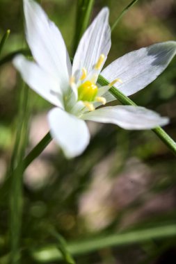 Beytüllahim 'in yıldızı çimlerin üzerinde çiçek açıyor. Yakından görülüyor.