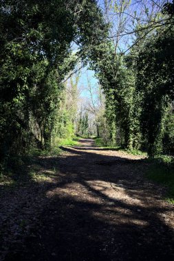 Güneşli bir günde, ormanda, üzerinde bir ağaç olan gölgedeki toprak patika.