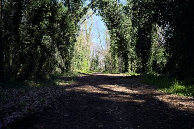 Güneşli bir günde, ormanda, üzerinde bir ağaç olan gölgedeki toprak patika.