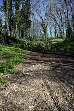 Güneşli bir günde yolu tıkayan bir ağacın olduğu bir ormanda toprak yol.