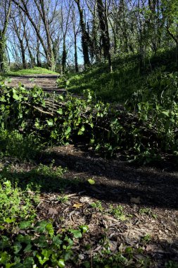 Güneşli bir günde yolu tıkayan bir ağacın olduğu bir ormanda toprak yol.