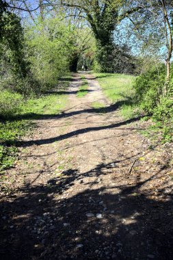 Güneşli bir günde gölün yanındaki parkta yol