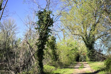 Güneşli bir günde gölün yanındaki parkta yol